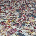des feuilles mortes d'érable