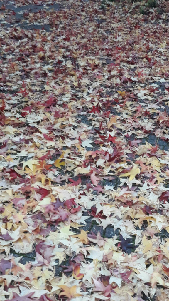 Des feuilles mortes d'érable - Place Chaméane à Nevers